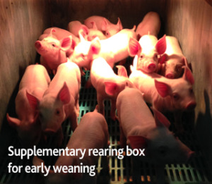 Supplementary rearing box